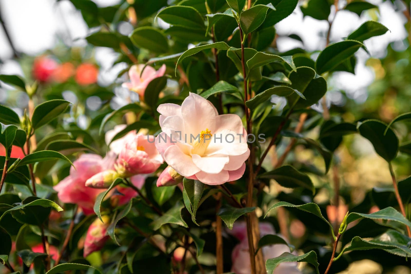 Closeup of a pink camellia flower with vivid yellow stamens, nestled among glossy green leaves, perfect for garden enthusiasts