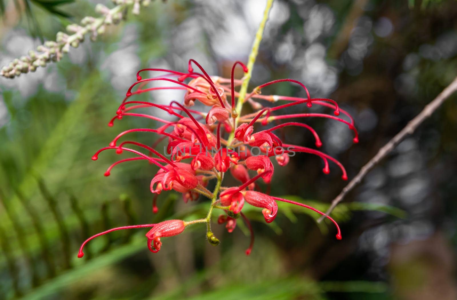 Detailed view of a Grevillea 'Robyn Gordon' flower, a stunning Proteaceae species from Queensland, Australia, basking in natural light