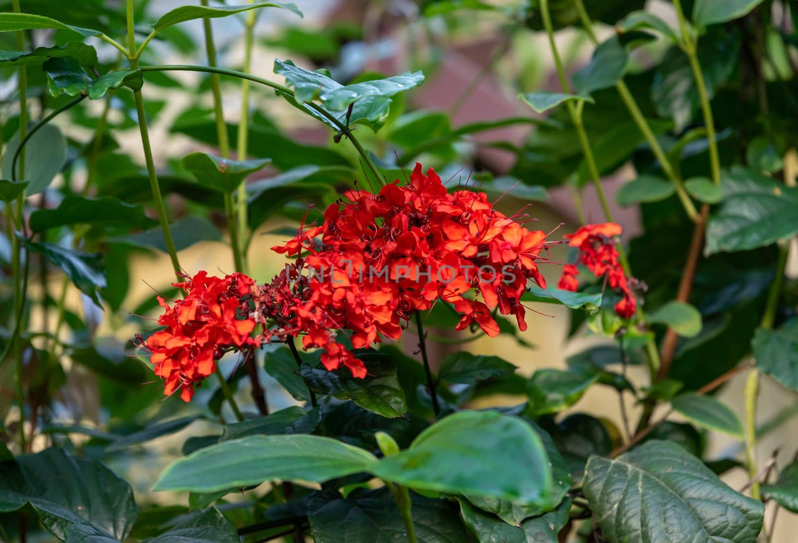 Clerodendrum splendens with vibrant red flowers and glossy green leaves, a tropical ornamental shrub ideal for gardens and home decor