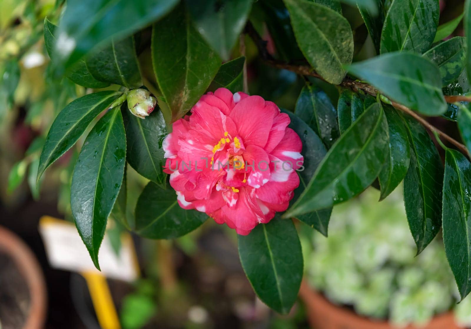 Bright pink Camellia japonica flower with white streaks and yellow stamens, surrounded by glossy green leaves in a garden setting