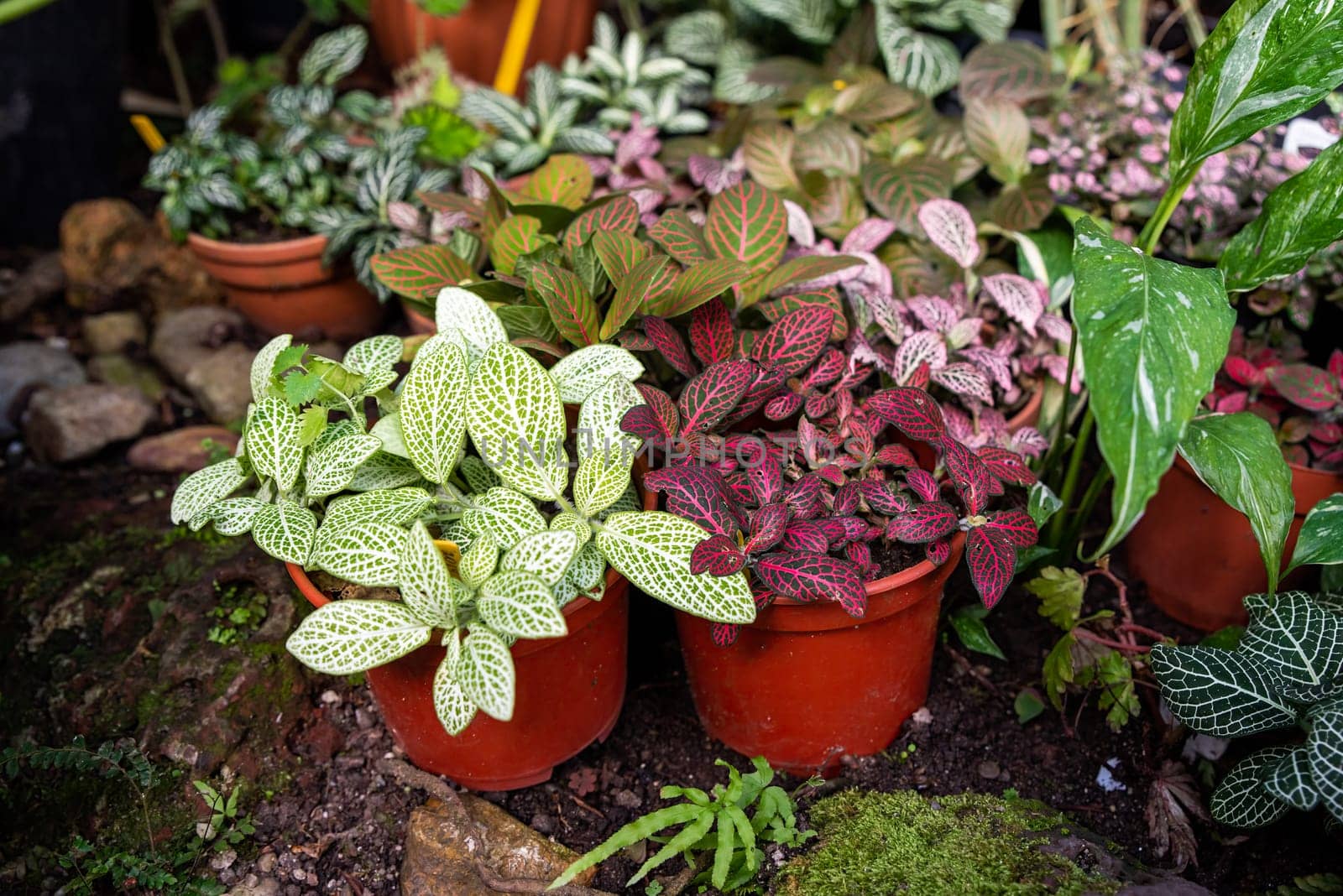 Colorful Fittonia plants with vivid green, red, and pink veined leaves in terracotta pots, arranged in a natural garden setting
