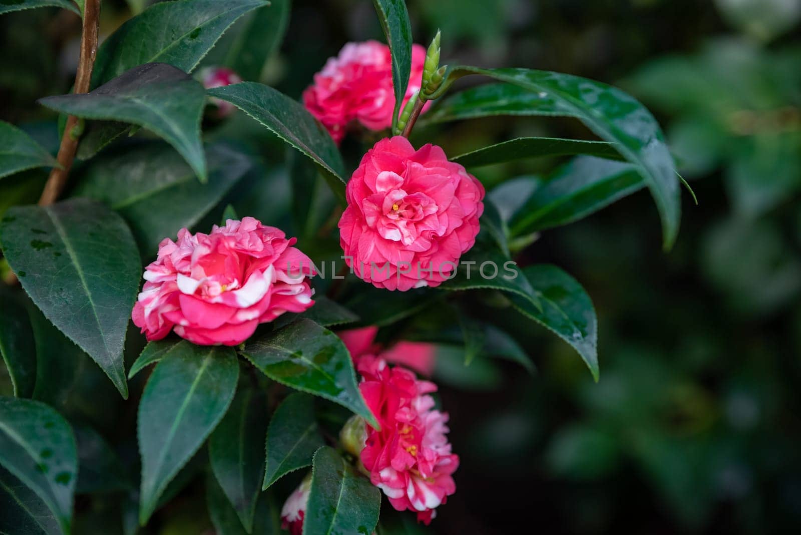 Lush camellia bush with red and white blooms, surrounded by shiny green leaves, creating a fresh and vibrant garden detail