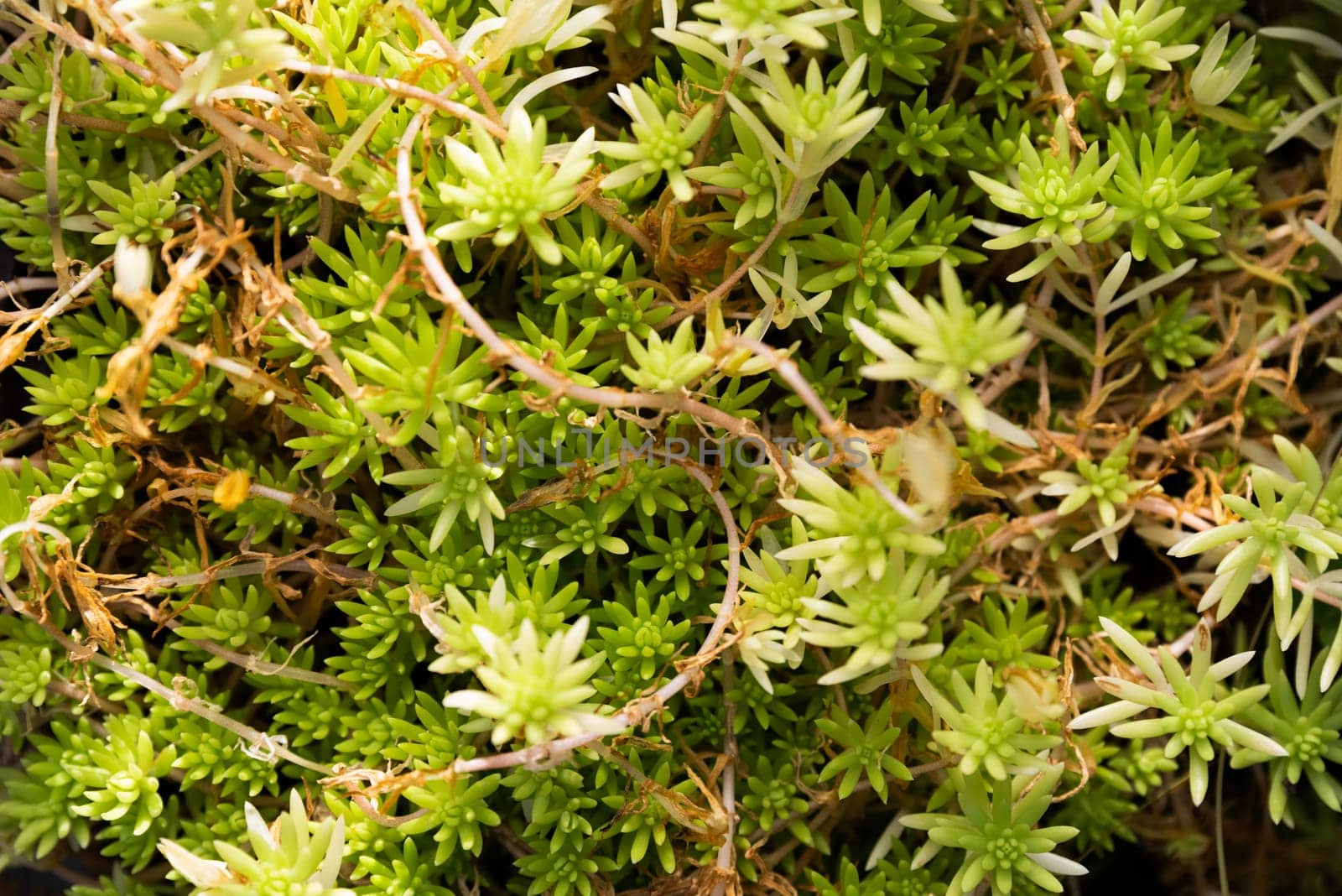 A close-up of Sedum plant with vibrant green succulent leaves and thin stems, showcasing intricate details and textures against a natural background