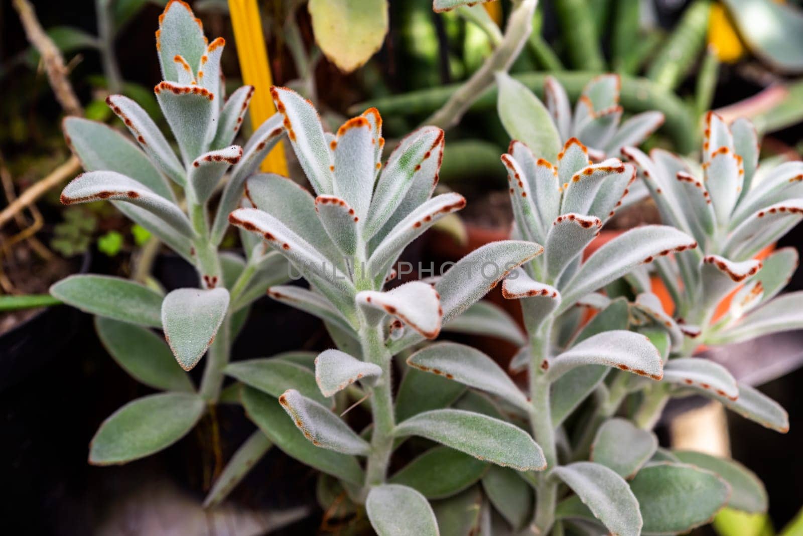 Macro shot of Kalanchoe tomentosa, Baker variety, featuring velvety leaves with striking dotted edges, basking in sunlight, against a lush green backdrop