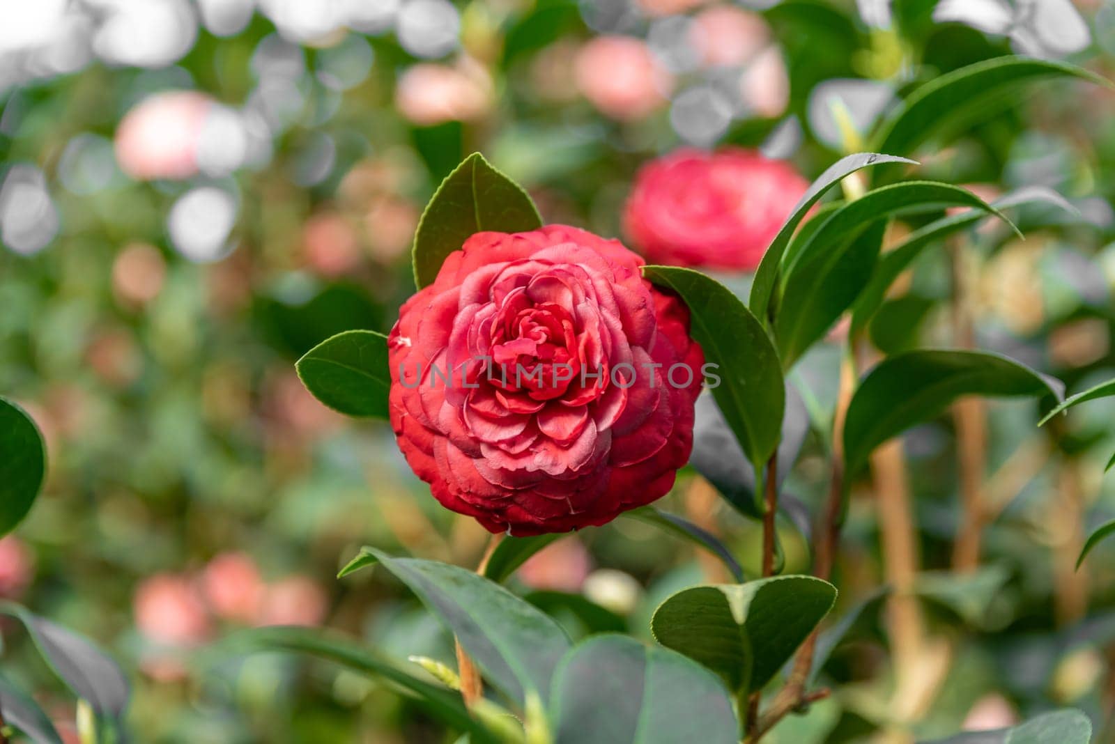Close-up of a red Camellia japonica bloom with intricate layered petals, surrounded by glossy green leaves, creating a vivid display of natural beauty