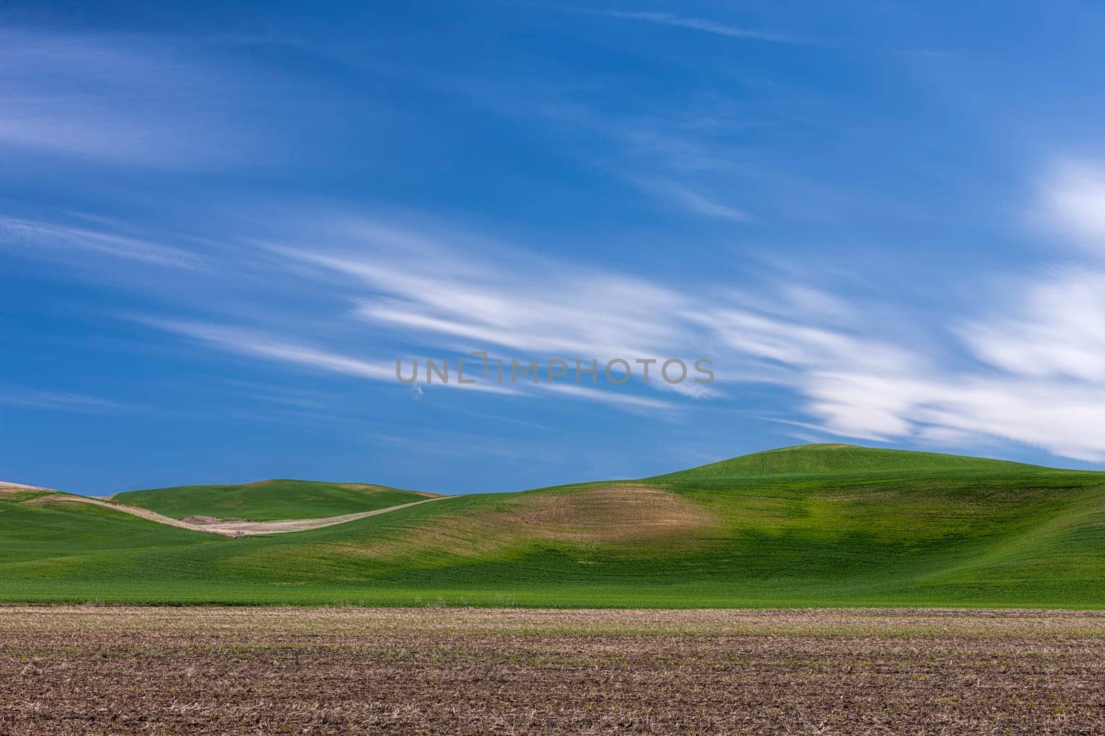 Rolling green hills under a blue sky in the palouse region of eastern Washington.