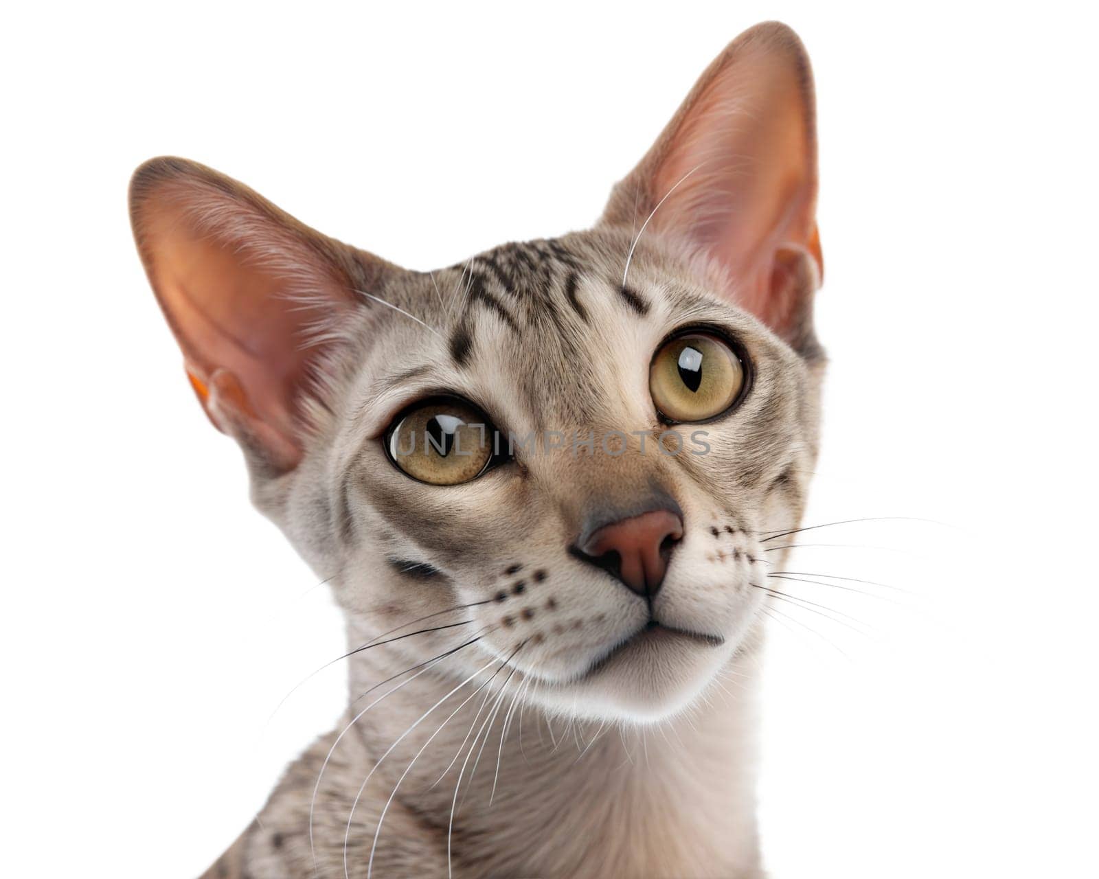 Close-Up Portrait of a Beautiful Devon Rex Cat Isolated on White Background.