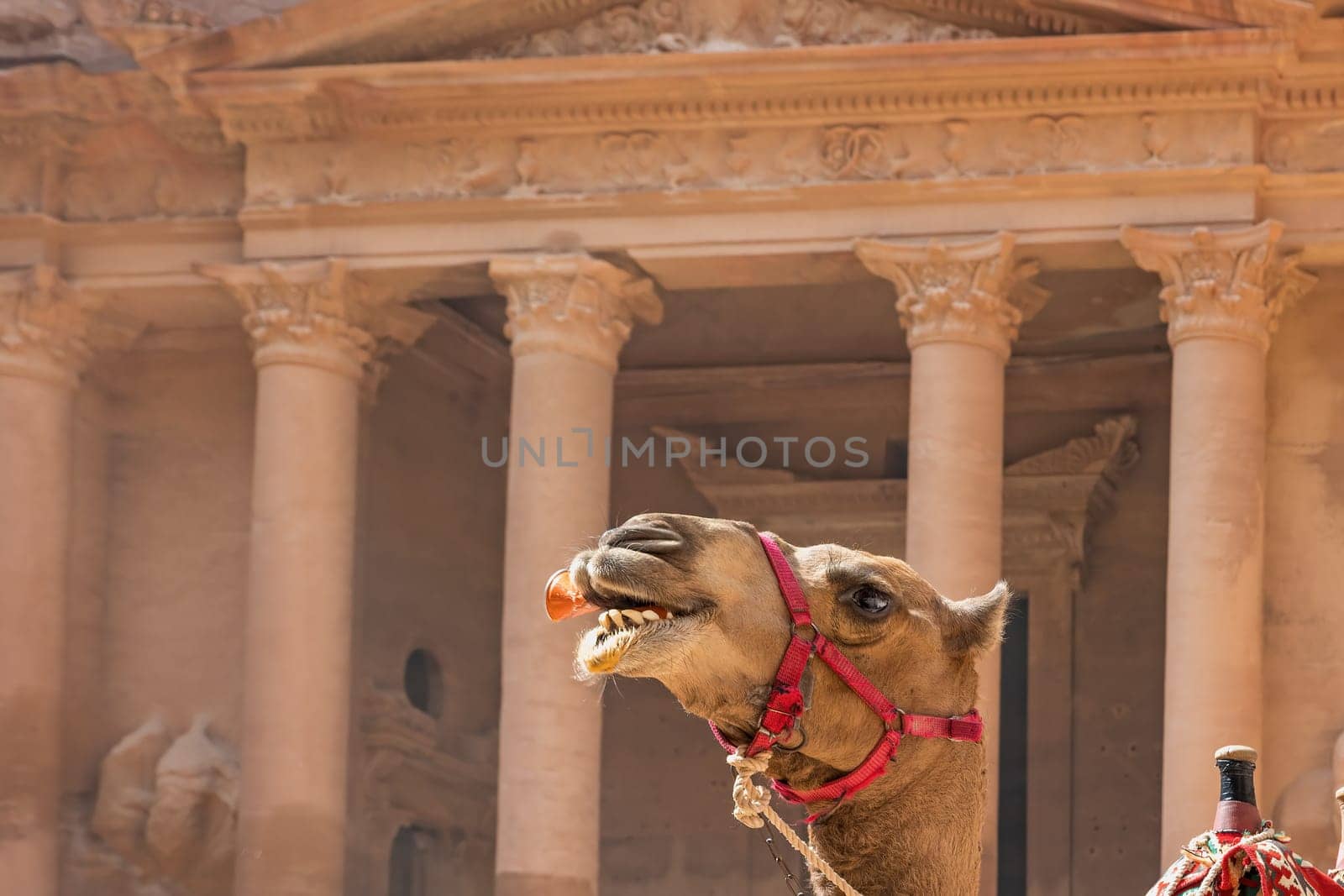 Camel holds a can of juice in its mouth. The Treasury of Petra is in the background. Jordan. Horizontally.  Potential trademarks are removed.