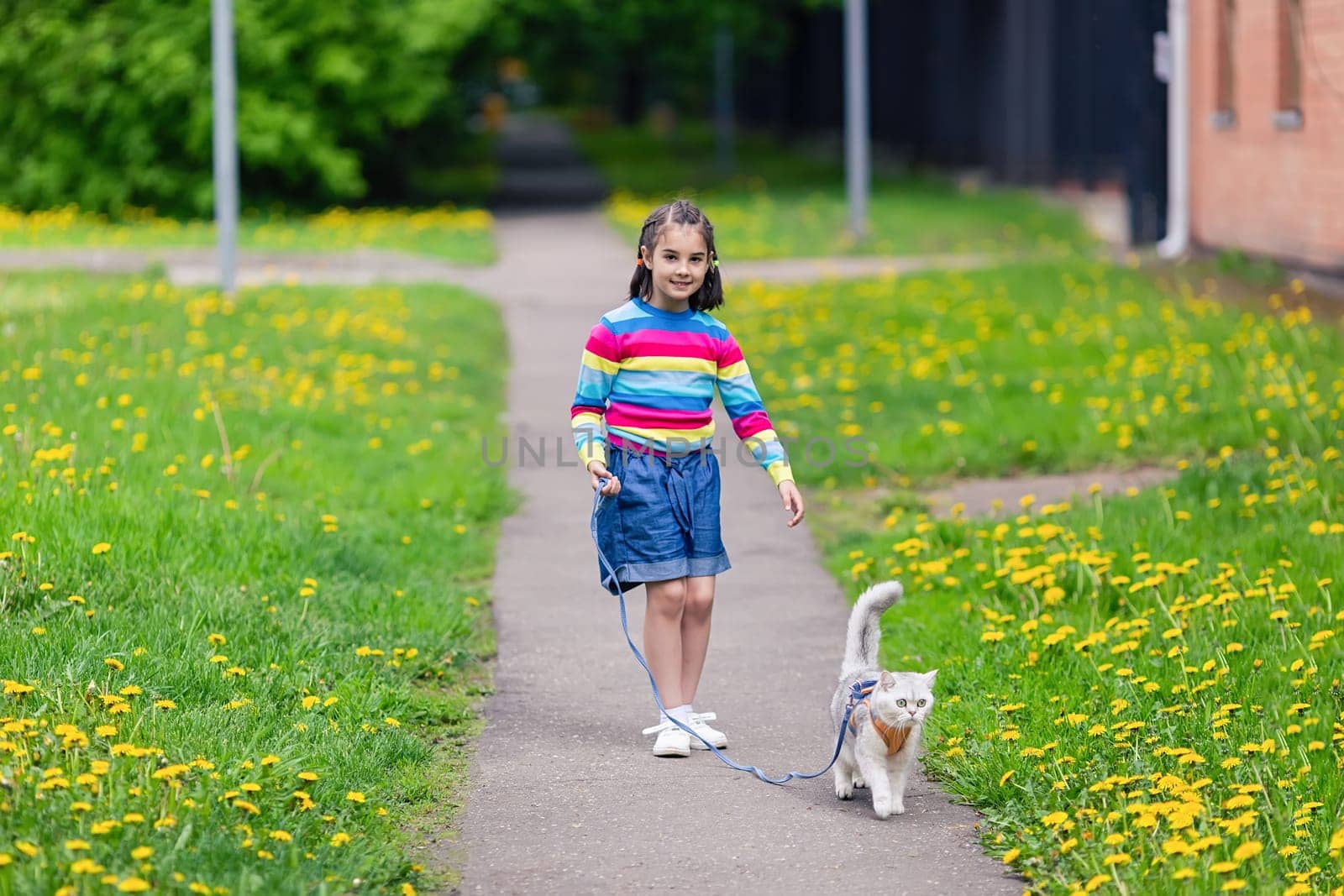 Charming white British cat in an orange harness, walks in the spring, with a little girl on a leash. copy space