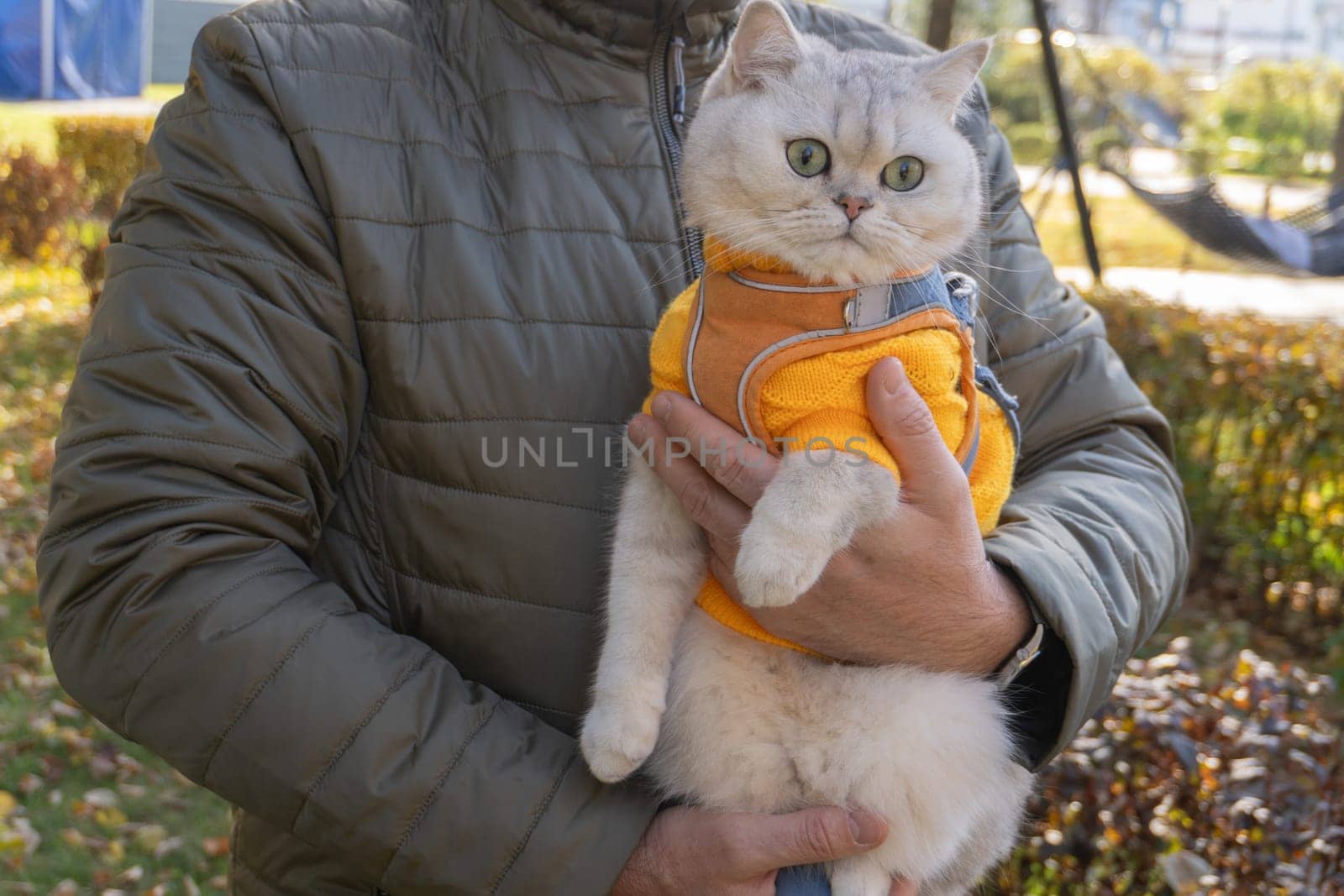 Cozy cat in orange sweater enjoys autumn day outdoors.