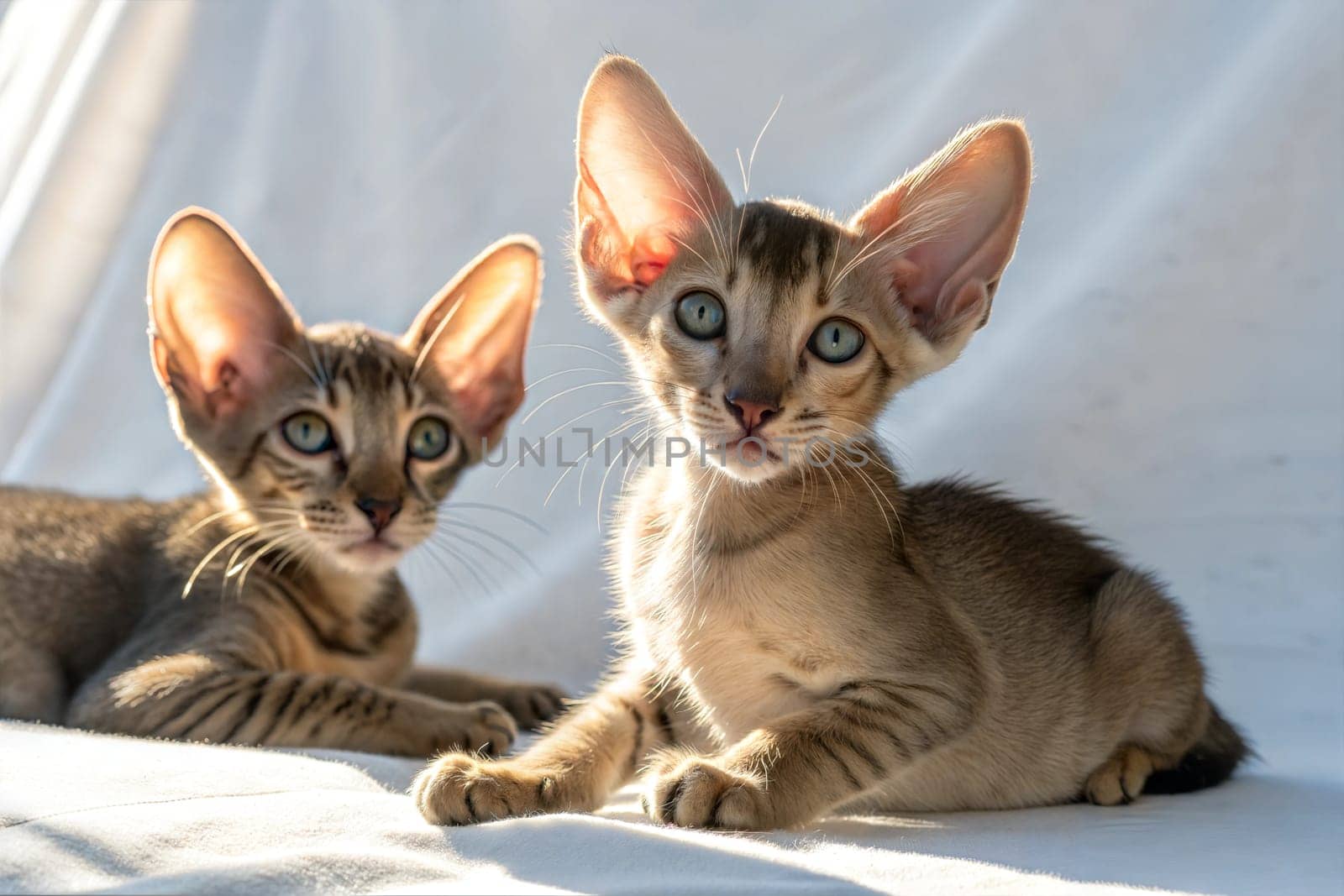 Two oriental shorthair kittens on white background. Oriental shorthair kittens sitting in sunlight. Studio photo.