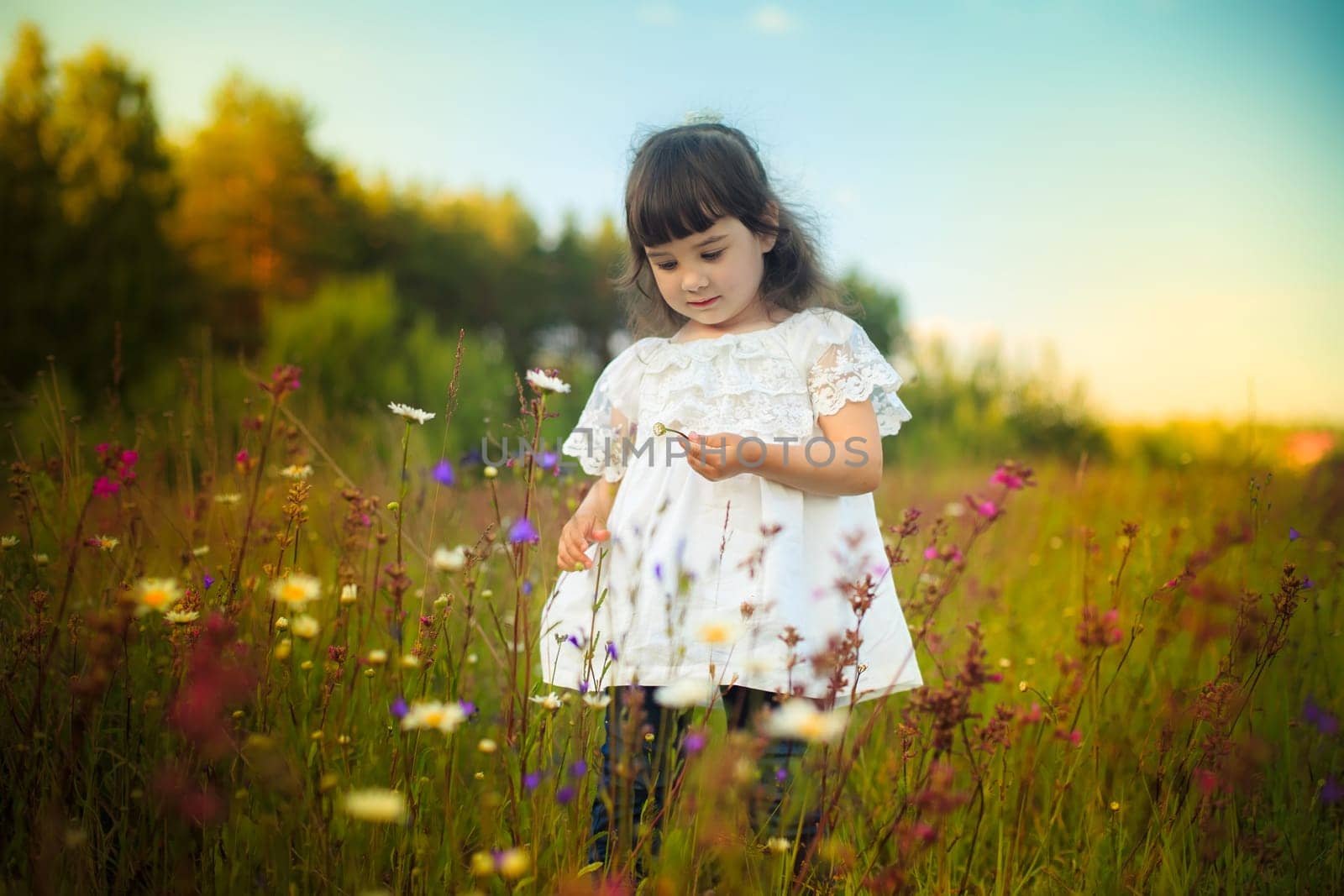 A little girl in a white dress stands on a blooming field and looks at a daisy bud in her hand.