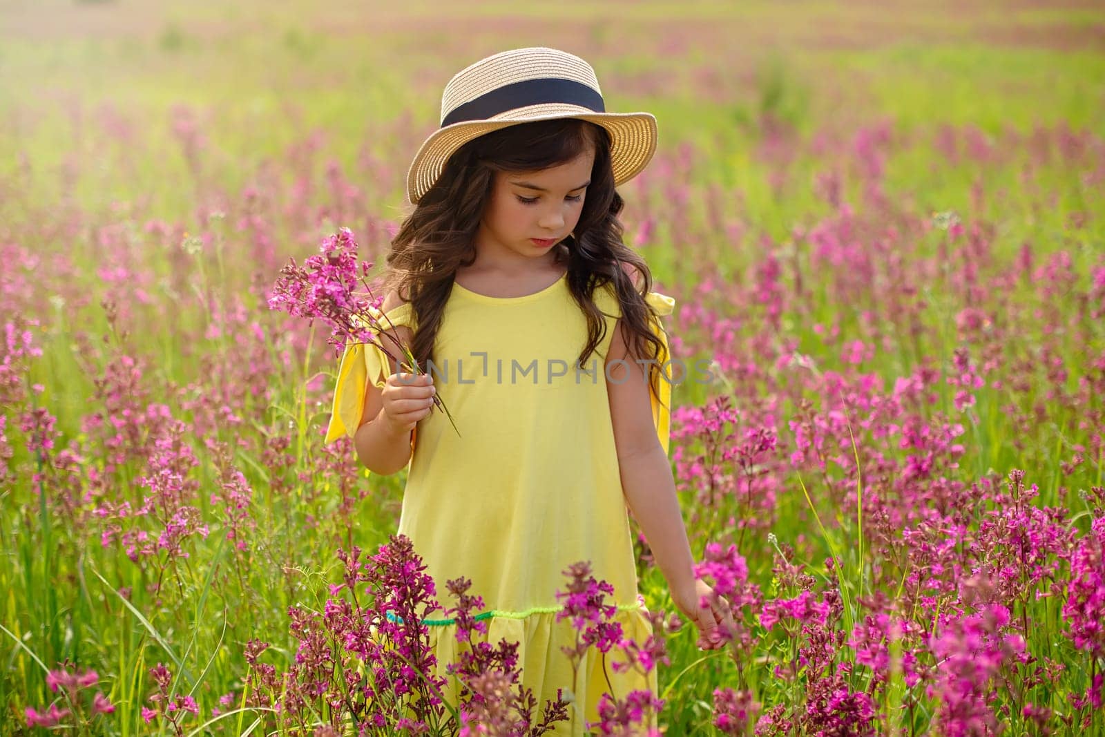 Romantic beautiful little girl walks in a straw hat in a flowering field, holds a bouquet of burgundy viscaria flowers in summer. copy space.