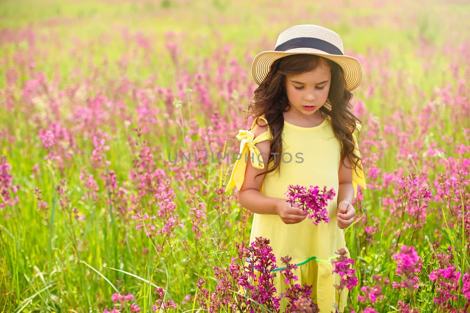 A beautiful little girl walks in a straw hat in a flowering field, in summer, holds a bouquet of burgundy viscaria flowers . copy space.