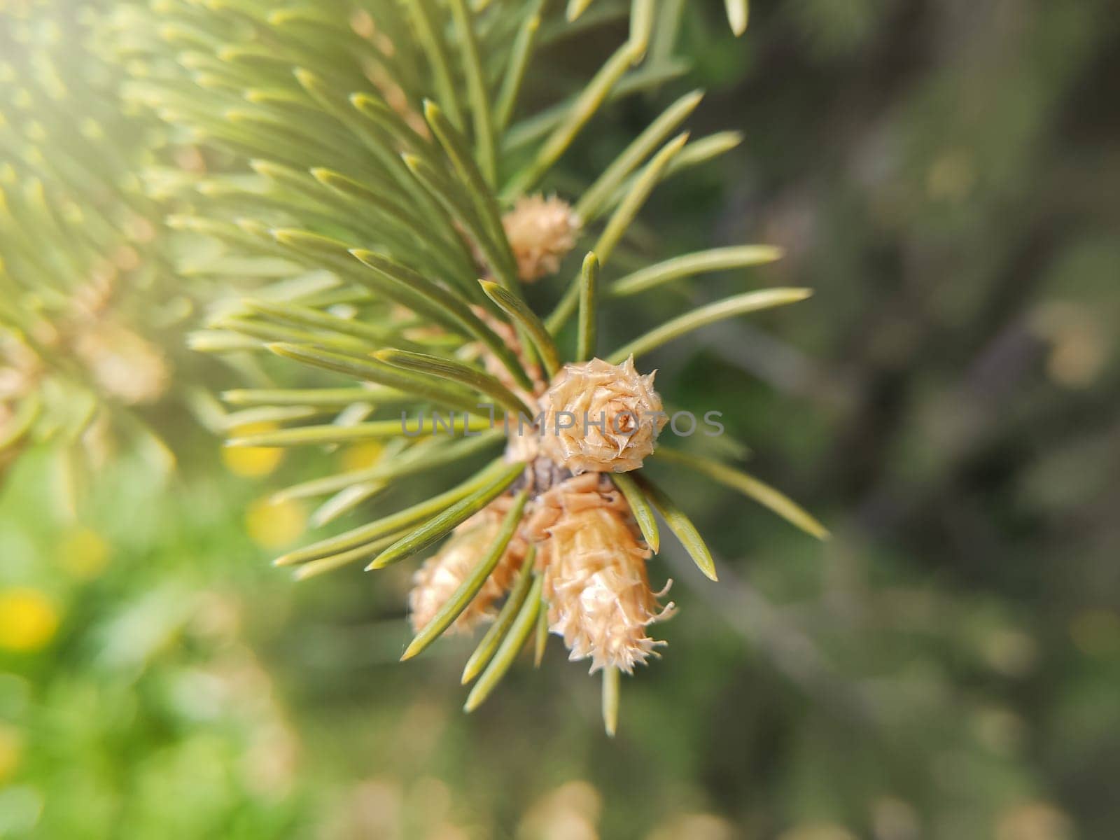 Young little cones at the tip of a fir branch, in the spring. Close up. Selective focus