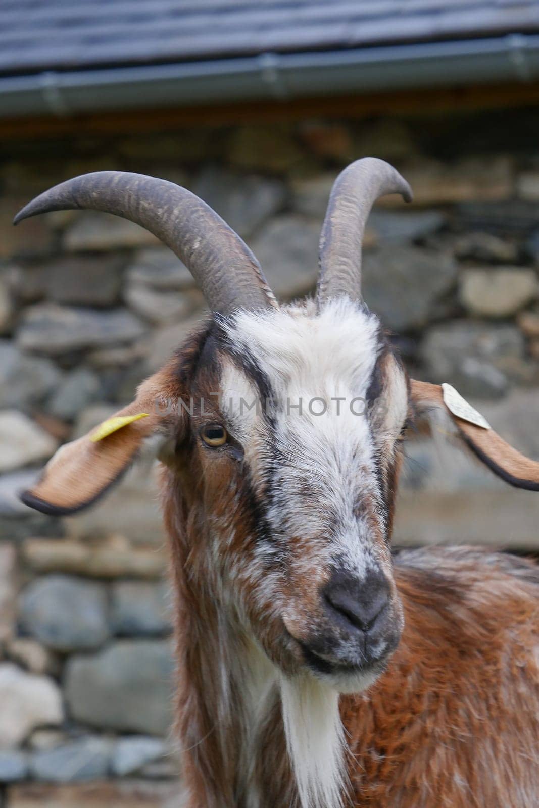 In a rural setting, a goat stands near a stone wall. Its unique horns and facial markings highlight its character against the rustic backdrop. The scene captures farm life.