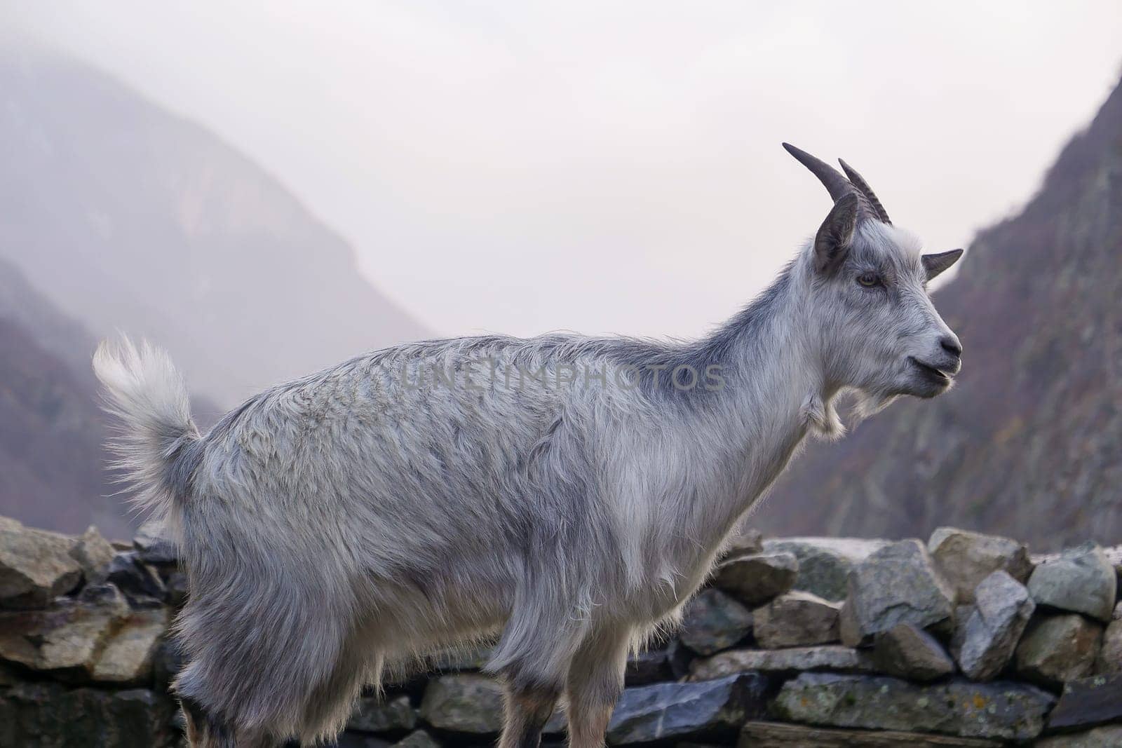 A goat is positioned beside a stone wall, showcasing its long, fluffy fur and majestic presence against a hazy mountain landscape during the late afternoon.