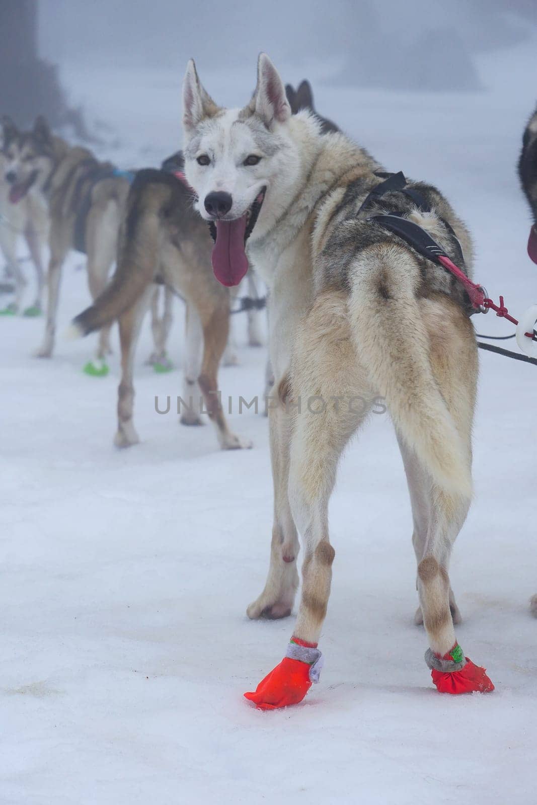Sled dogs, outfitted with vibrant booties, navigate a snowy terrain amidst a misty backdrop, showcasing their hardiness and vibrant spirit while working together.