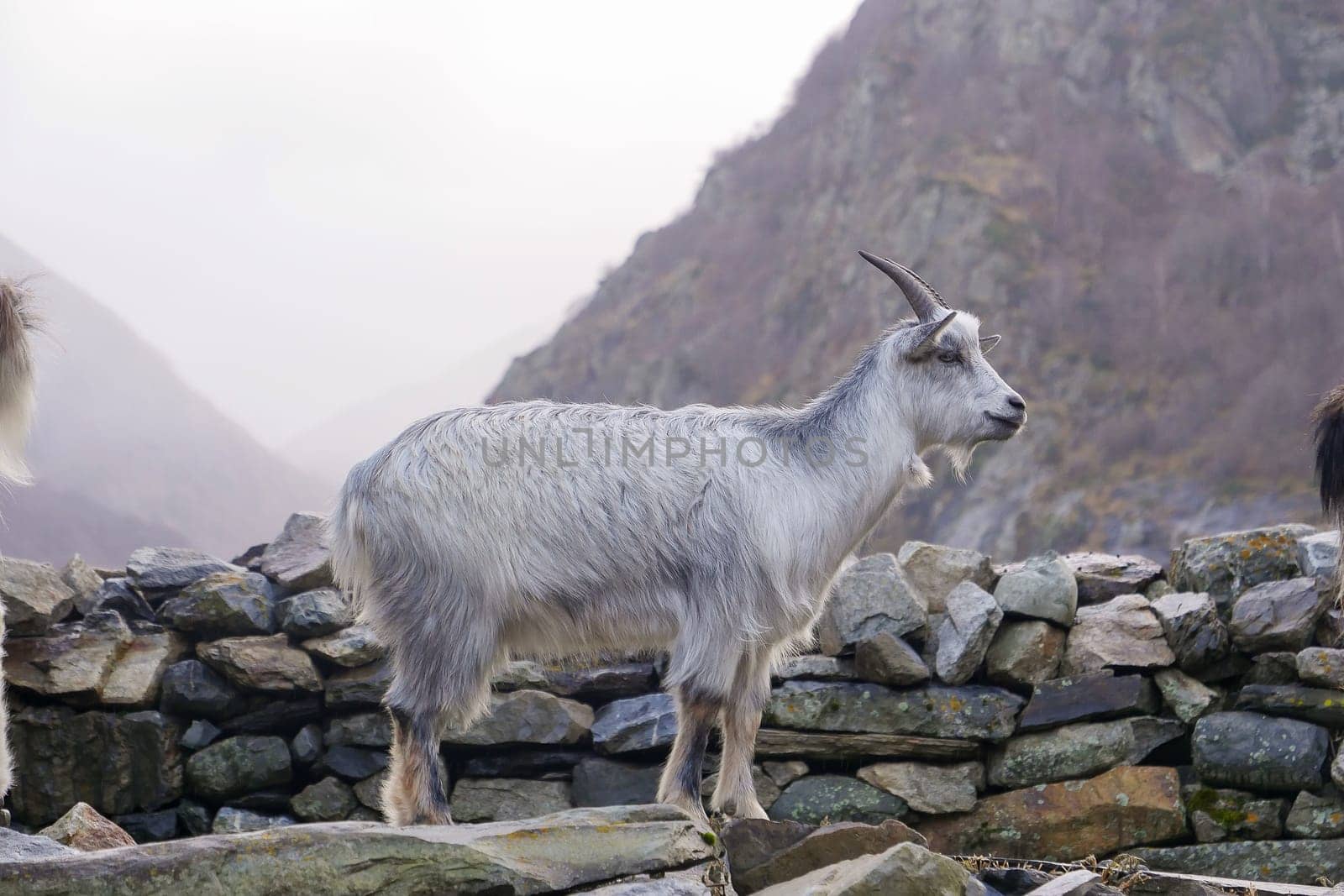 A mountain goat stands alert beside a stone wall, surrounded by rocky hills. The gentle light of dusk bathes the area, creating a serene atmosphere in the mountains.