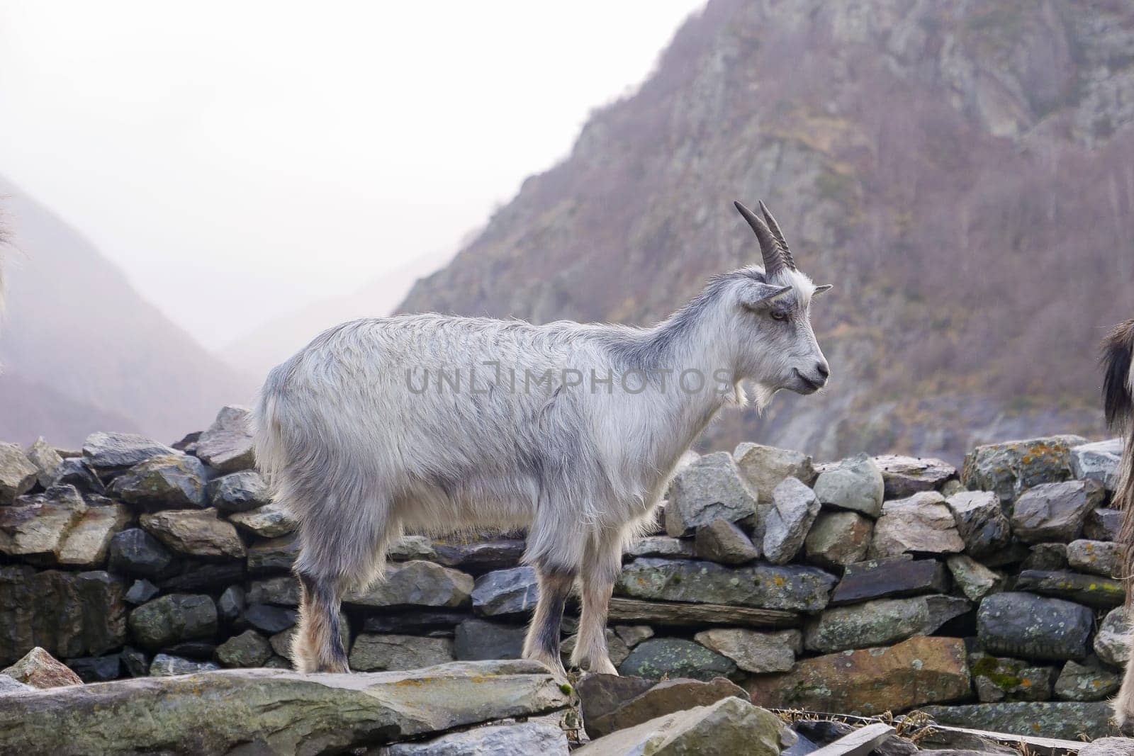 A mountain goat is seen on a rocky wall, surrounded by misty hills in a serene valley. The early morning light creates a tranquil atmosphere in the landscape.