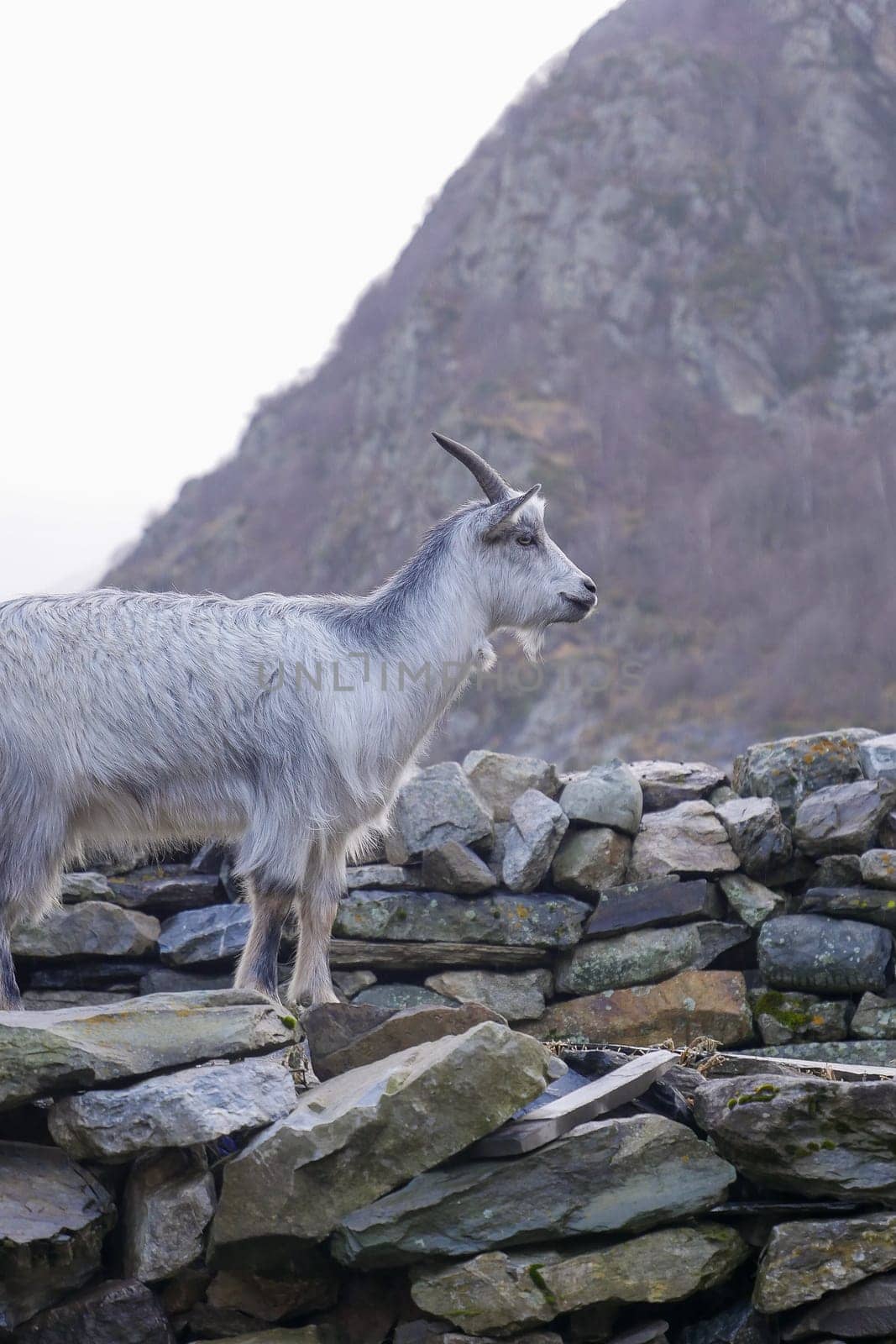 A grey goat is perched on a stone wall, looking out over a rocky mountain landscape. Soft morning light enhances the serene atmosphere of the scene.