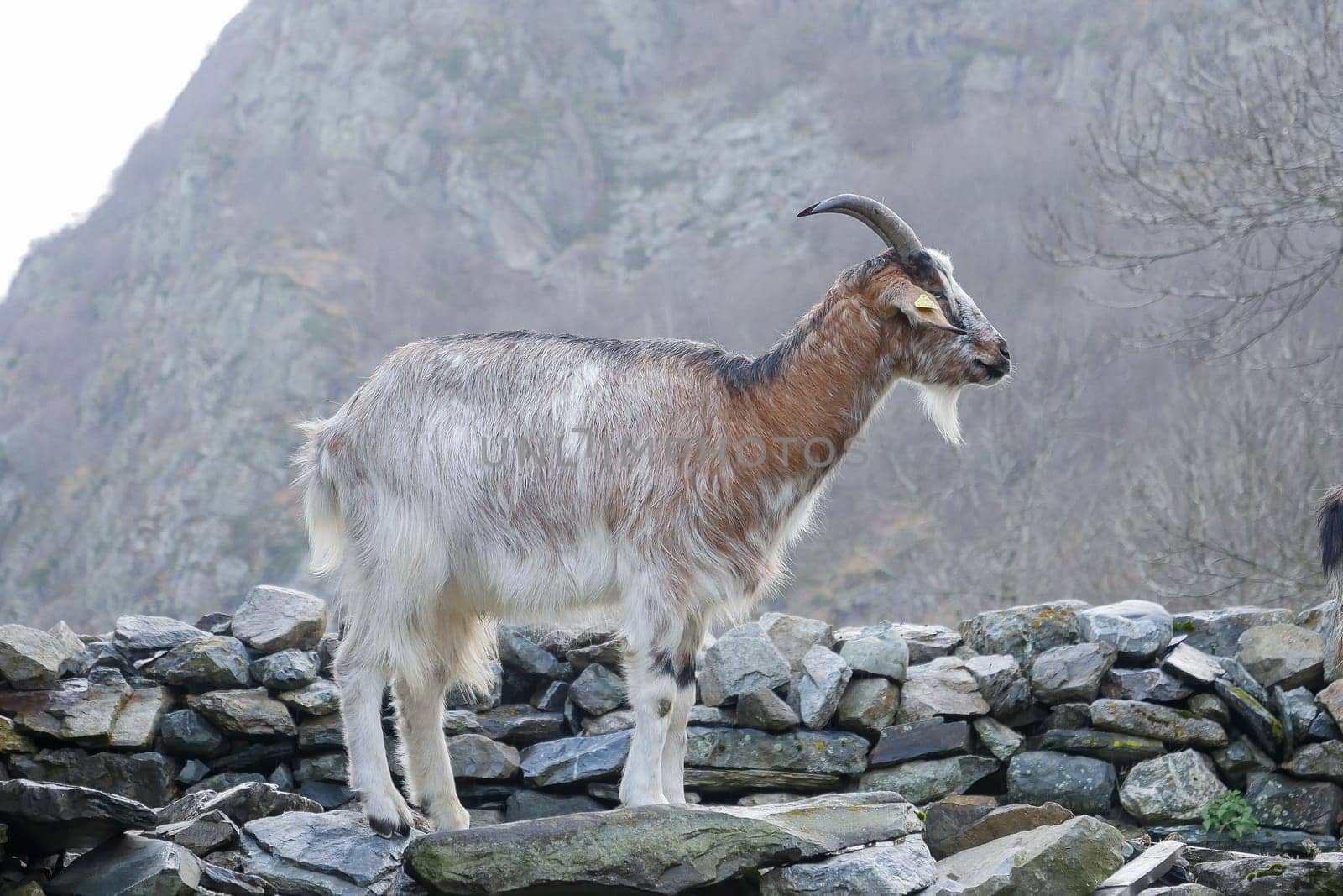 A goat stands majestically on a stone wall, overlooking a rocky landscape. The morning sun casts soft light on the scene, revealing the goat's elegant features against the mountains.