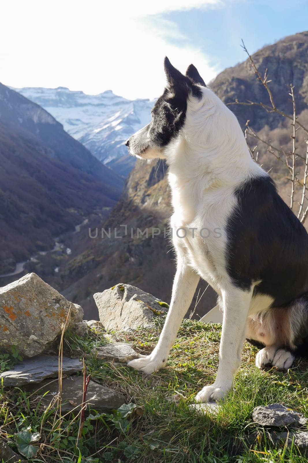 A black and white dog sits calmly on lush green grass and rocky ground, gazing out over a breathtaking view of mountains and snow. The clear sky enhances the tranquil atmosphere.