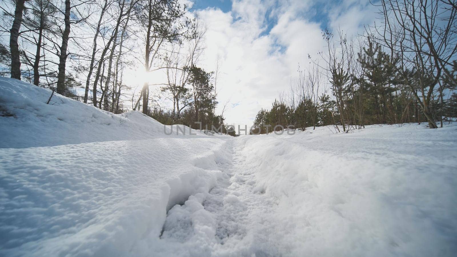 Snowy forest path curving through pine trees, sunlight casting golden highlights on pristine white landscape