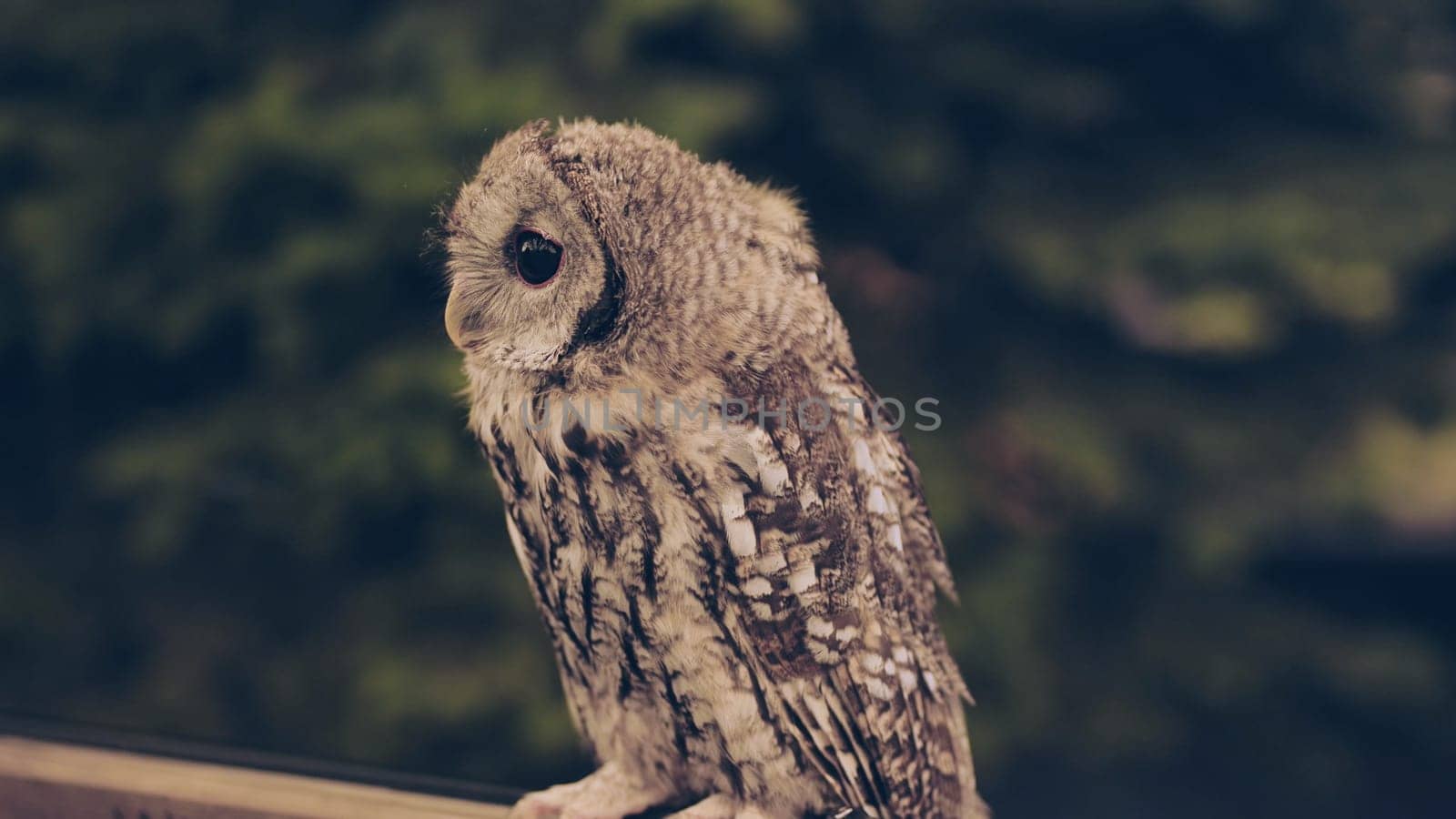 Close up of a young owl perched on a wooden railing, its soft feathers and intense gaze captivating against the blurred green backdrop