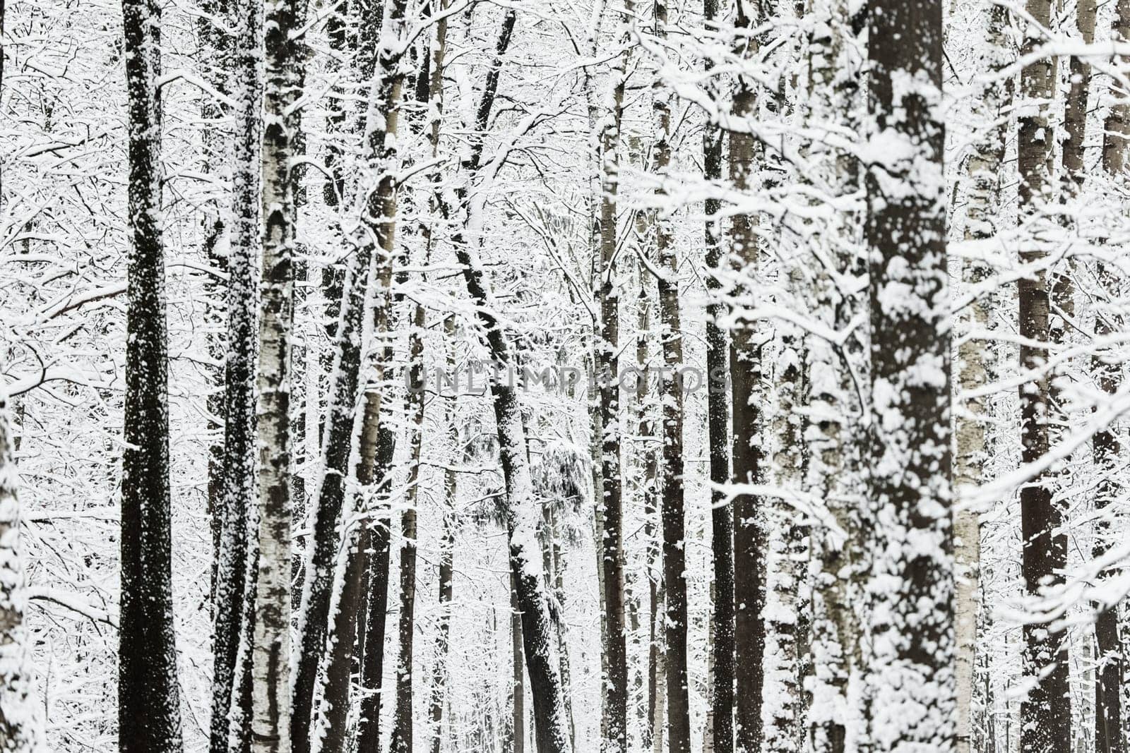 The heavy snowfall in a wild park, winter fairy tale in the forest, snow-covered tree branches, large flakes of snow are slowly falling, nobody, snow storm, blizzard. High quality photo