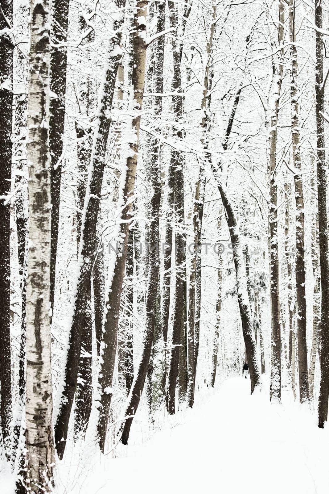 The heavy snowfall in a wild park, winter fairy tale in the forest, snow-covered tree branches, large flakes of snow are slowly falling, nobody, snow storm, blizzard. High quality photo