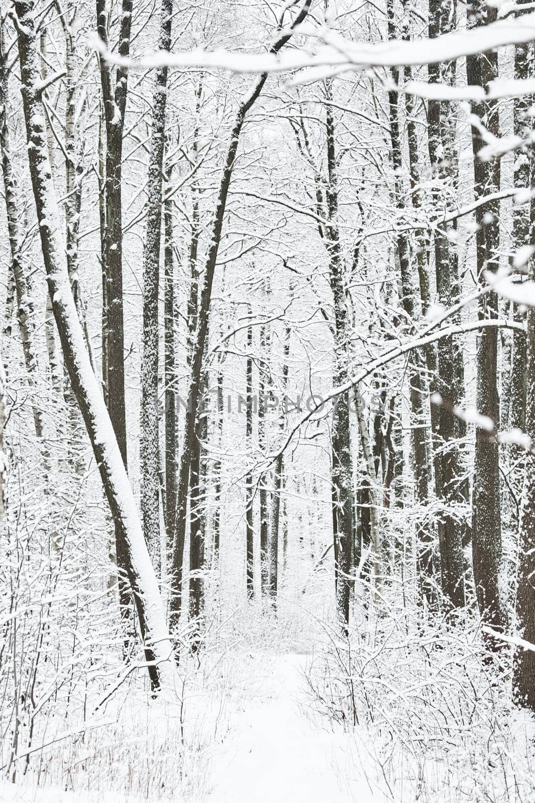 The heavy snowfall in a wild park, winter fairy tale in the forest, snow-covered tree branches, large flakes of snow are slowly falling, nobody, snow storm, blizzard. High quality photo