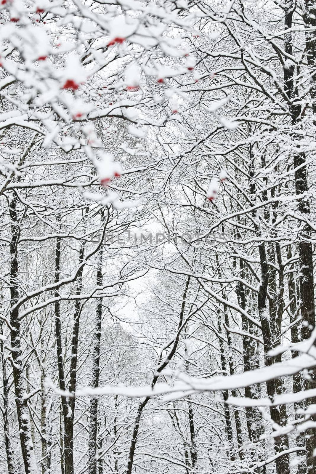 The heavy snowfall in a wild park, winter fairy tale in the forest, snow-covered tree branches, large flakes of snow are slowly falling, nobody, snow storm, blizzard. High quality photo