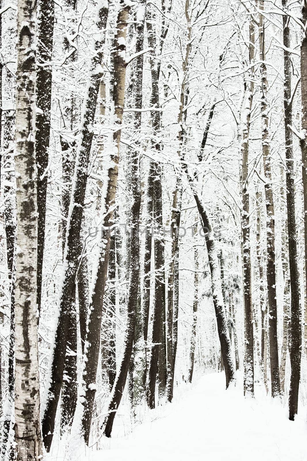 The heavy snowfall in a wild park, winter fairy tale in the forest, snow-covered tree branches, large flakes of snow are slowly falling, nobody, snow storm, blizzard. High quality photo
