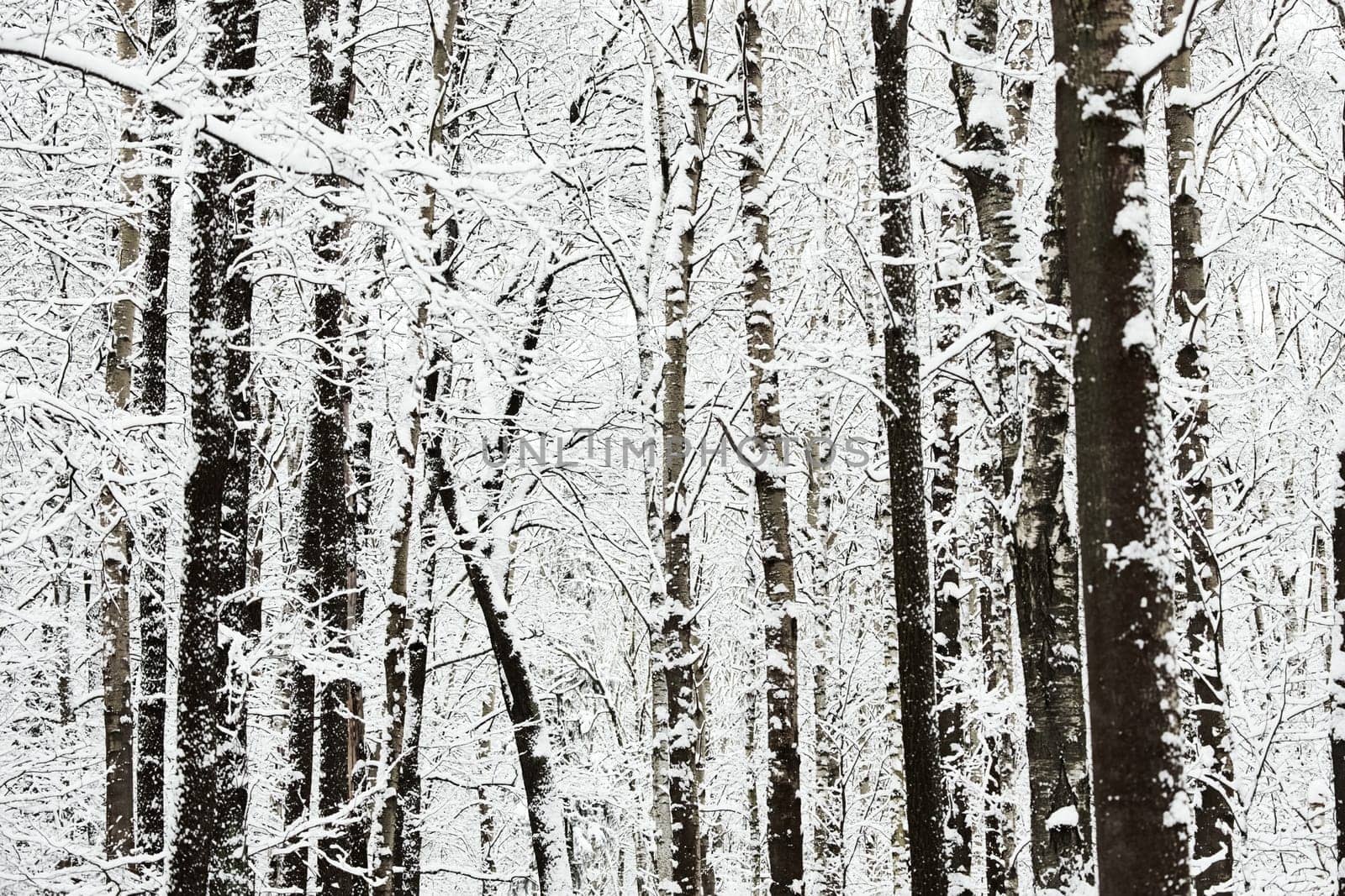 The heavy snowfall in a wild park, winter fairy tale in the forest, snow-covered tree branches, large flakes of snow are slowly falling, nobody, snow storm, blizzard. High quality photo