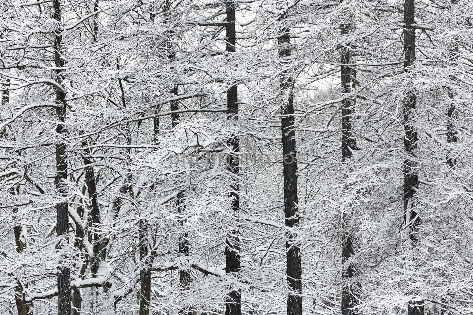 The heavy snowfall in a wild park, winter fairy tale in the forest, snow-covered tree branches, large flakes of snow are slowly falling, nobody, snow storm, blizzard. High quality photo