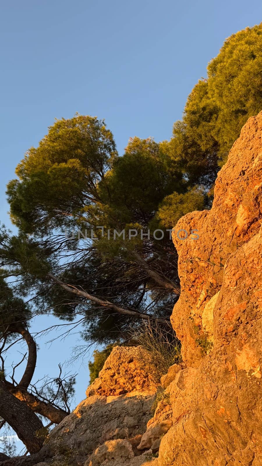 Rugged golden cliffs adorned with tall pine trees bask in the warm rays of the sun under a clear blue sky.