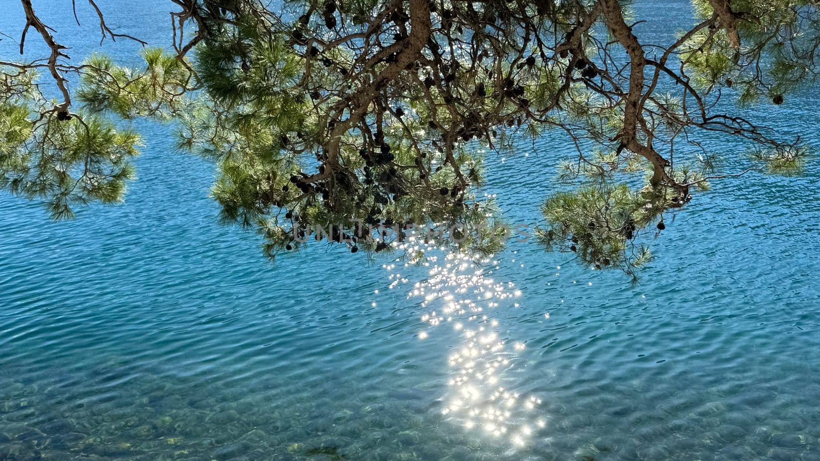Sunlight sparkles on the surface of clear blue water, viewed through pine tree branches