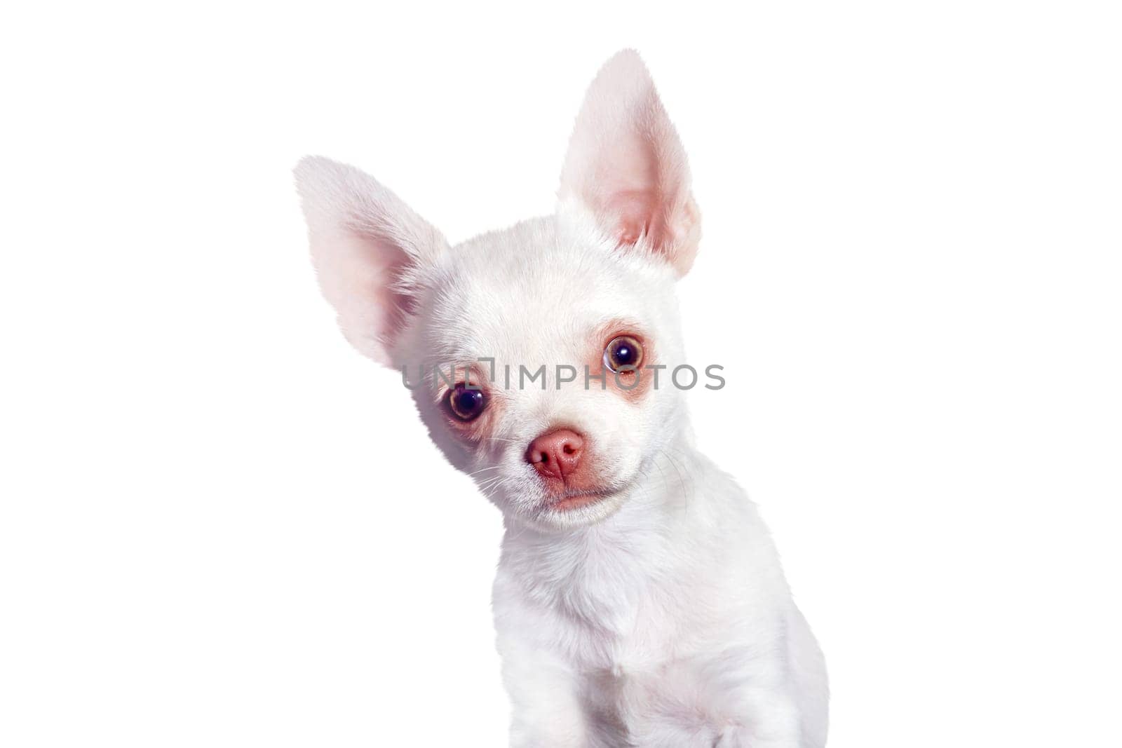 white chihuahua isolated on white background, Love