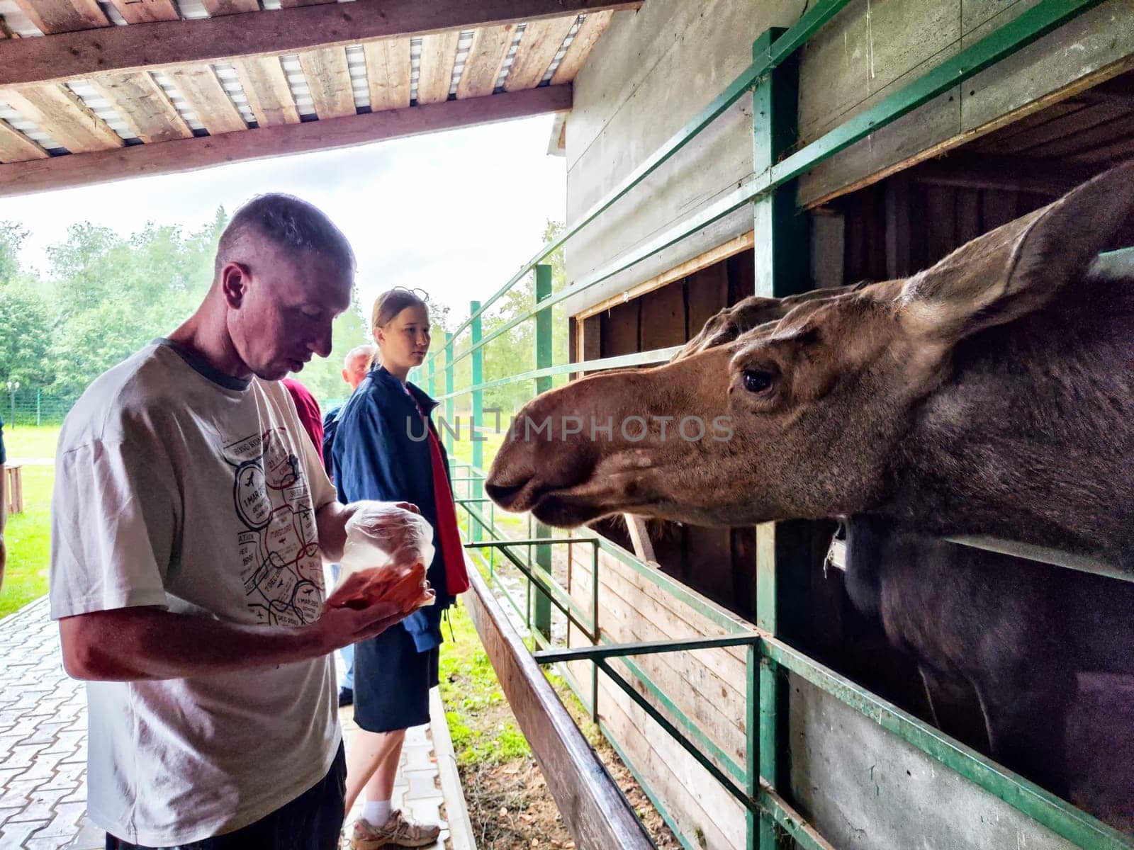 Kostroma, Russia - July 31, 2024: Visitors interacting with moose at Sumarokovo Moose Farm in Kostroma, Russia during cloudy day