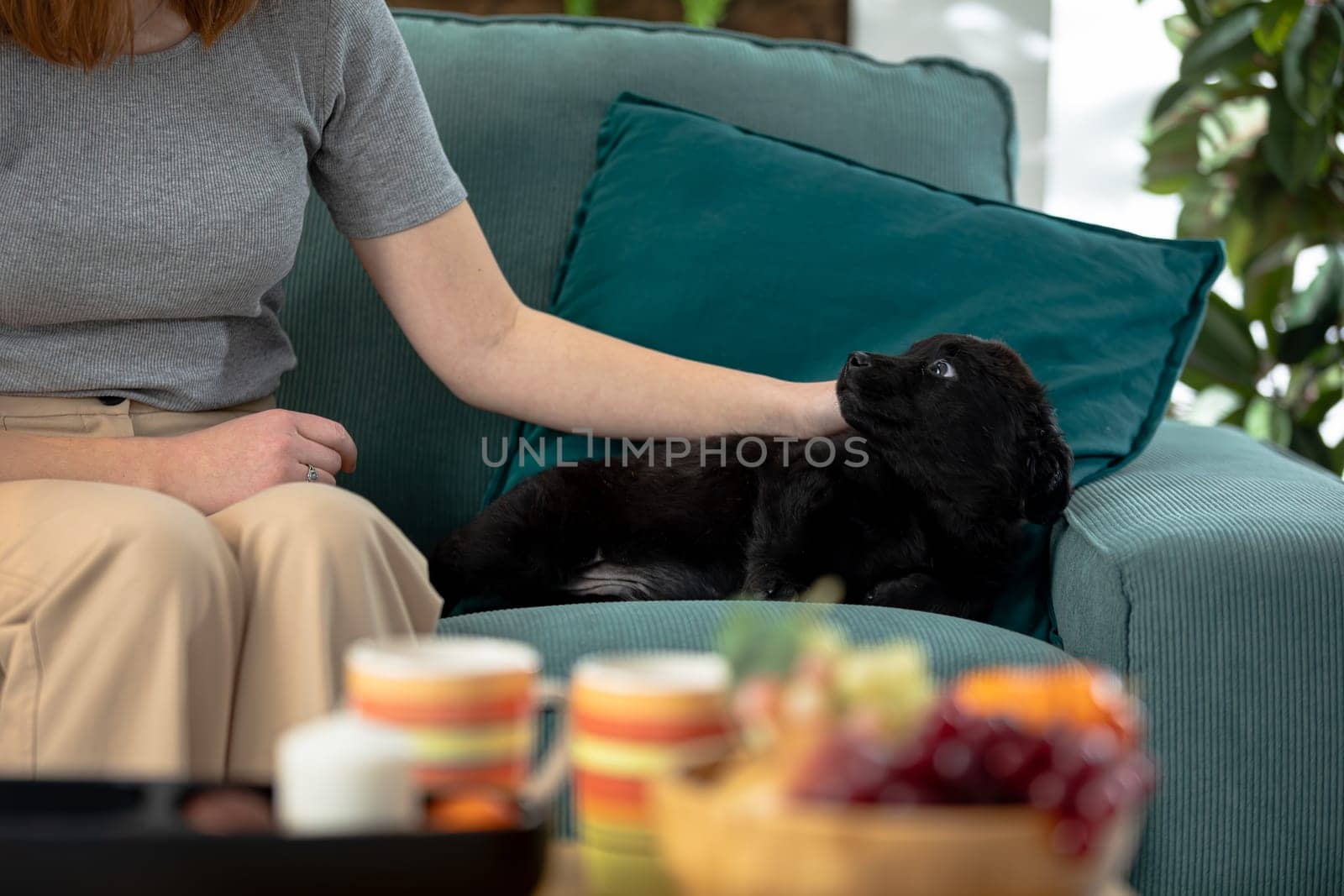 A serene scene of a person petting a friendly black dog on a cozy couch, creating a relaxing atmosphere