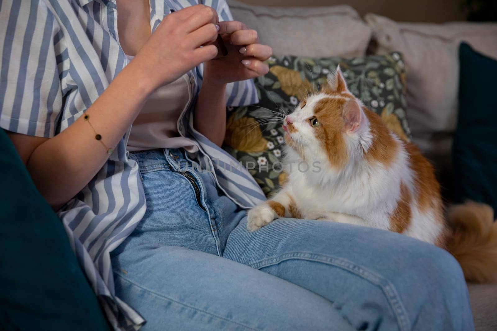 A person is playfully engaging in a delightful interaction with a charming orange and white cat on a cozy couch