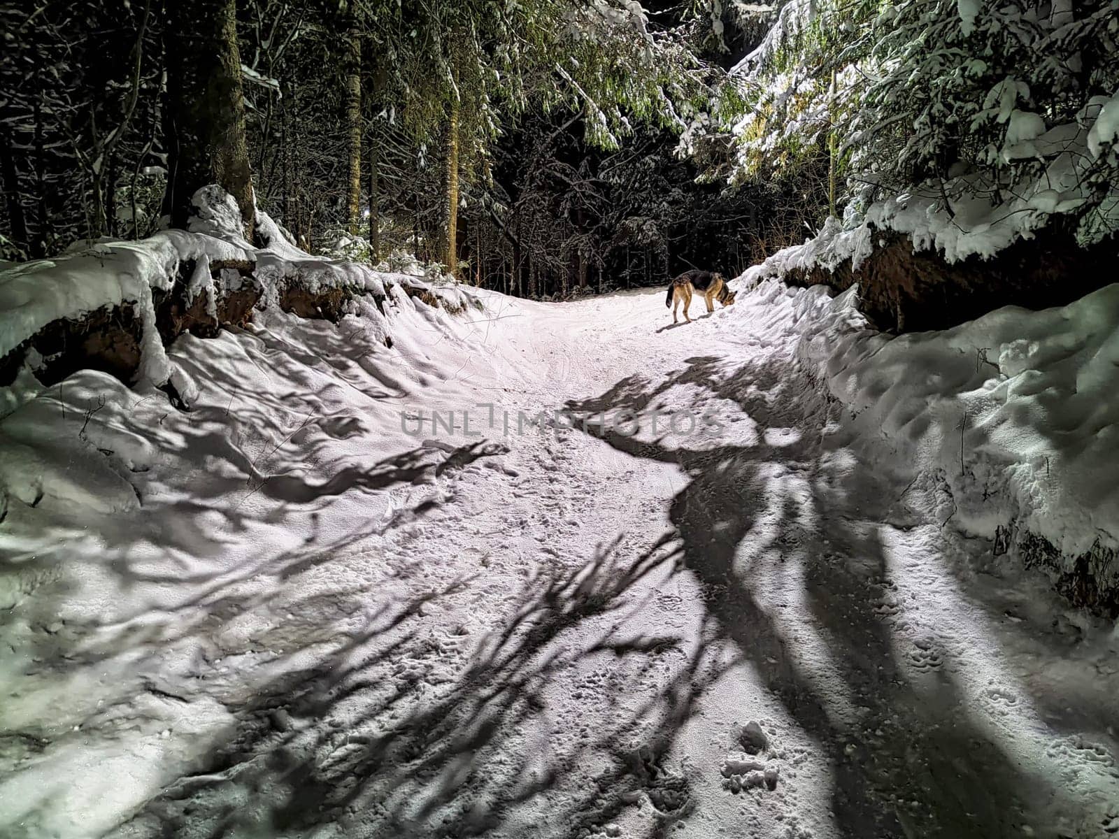 A dog walks a snowy forest trail at night, with tall trees and soft moonlight creating a peaceful vibe.