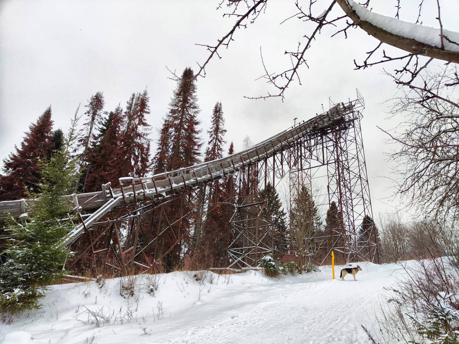 Snow covers the ground as an old ski jump stands tall among tall evergreen trees in a quiet forest during winter.