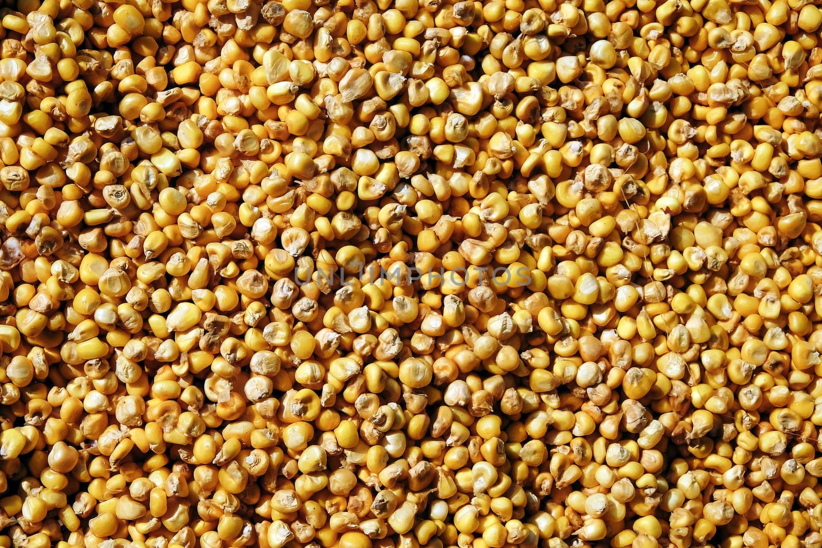 Close up of Corn seed grains. Food background. Top view.