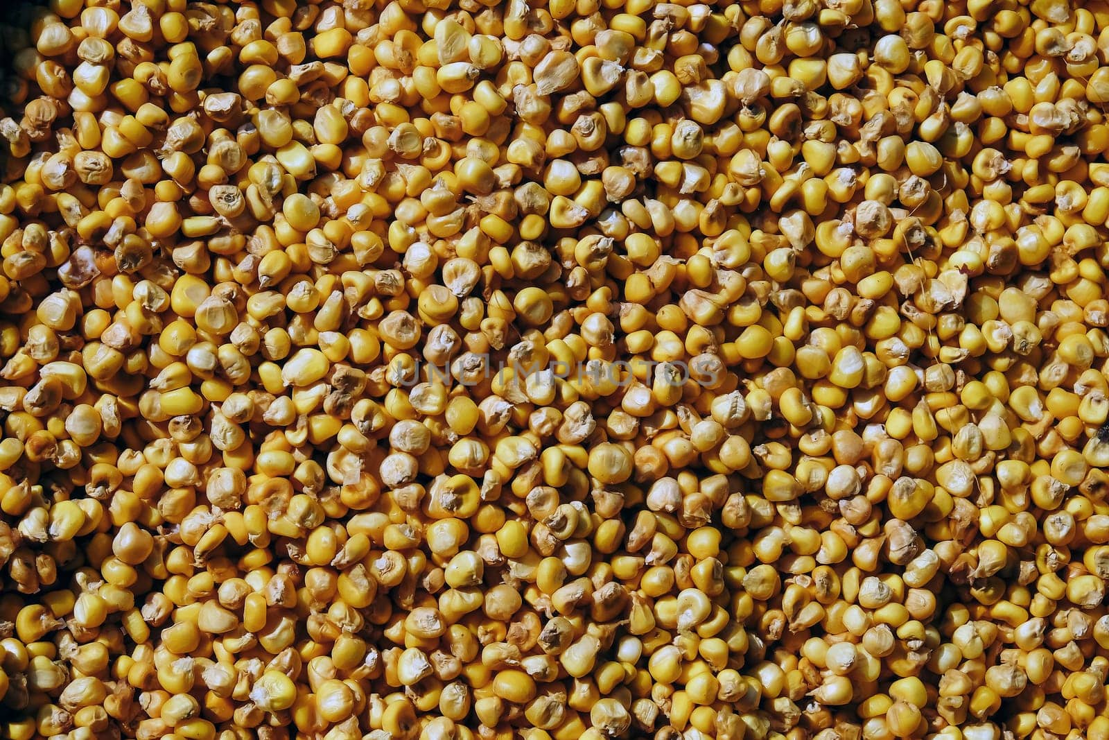 Close up of Corn seed grains. Food background. Top view.