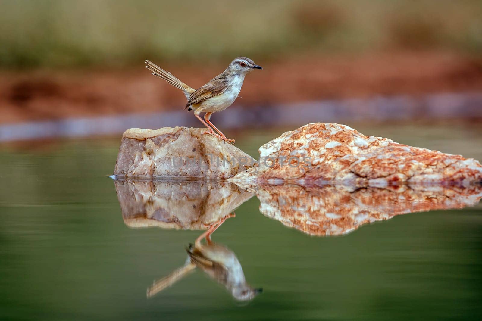 Black chested Prinia standing on a rock in middle of water with reflection in Greater Kruger National park, South Africa ; Specie Prinia flavicans family of Cisticolidae