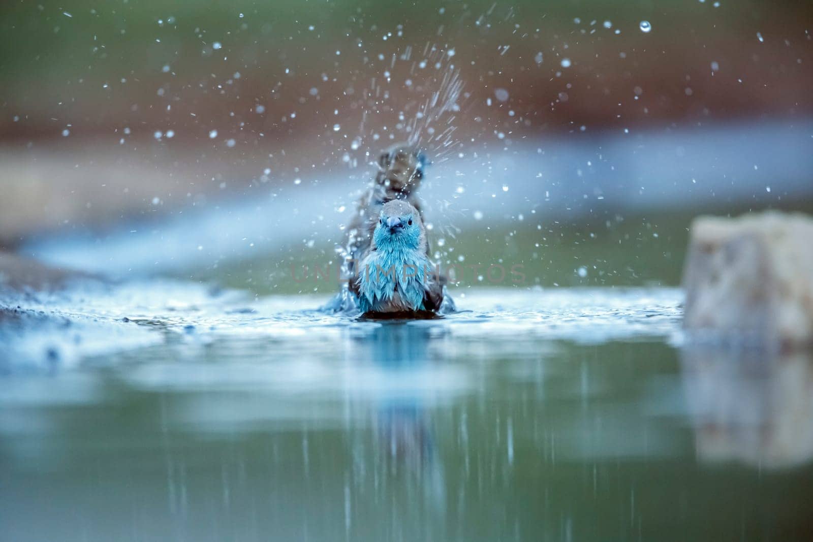 Blue-breasted Cordonbleu bathing and splashing front view in waterhole  in Greater Kruger National park, South Africa ; Specie Uraeginthus angolensis family of Estrildidae