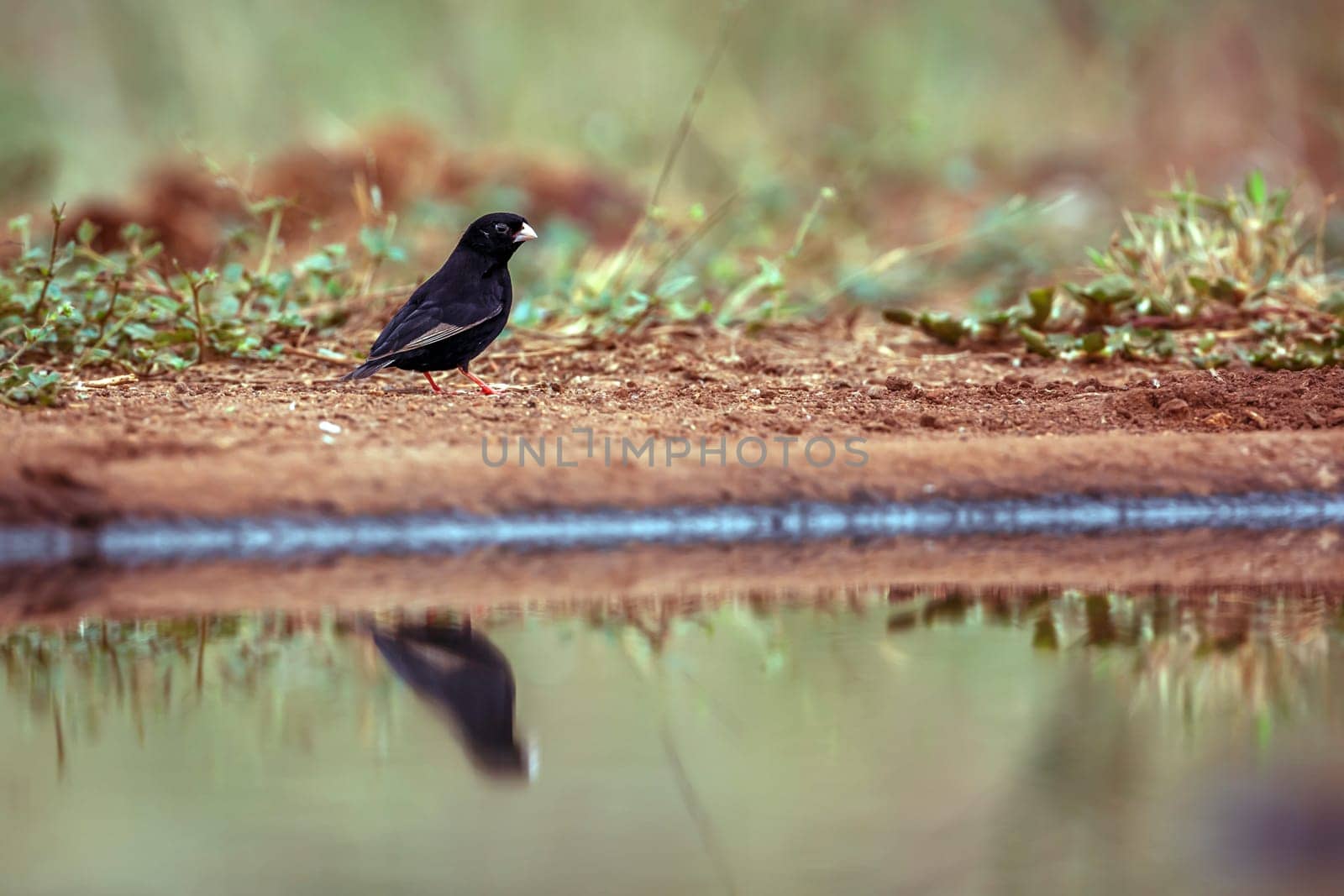 Dusky Indigobird standing along waterhole in Greater Kruger National park, South Africa ; Specie Vidua funerea family of  Viduidae
