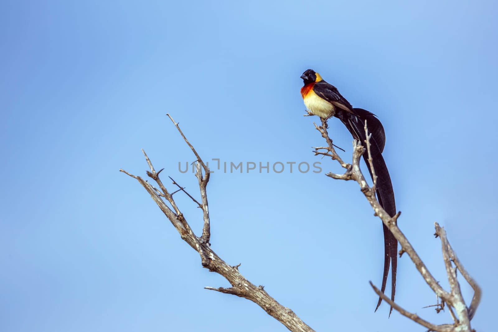 Eastern Paradise-Whydah male isolated in blue sky in Greater Kruger National park, South Africa ; Specie Vidua paradisaea family of Viduidae